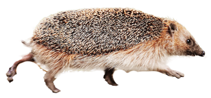Hedgehog background item